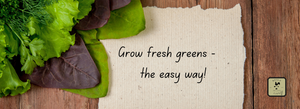 Grow Your Own Fresh Salad Greens